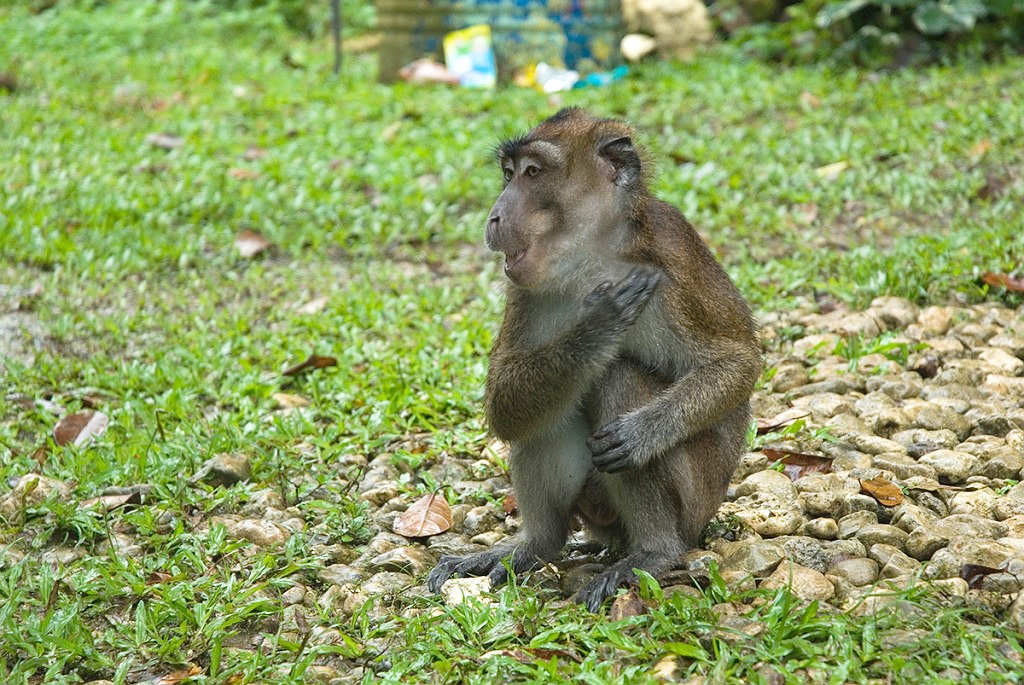 Abe Bohol_PHI4131.jpg - Long-tailed macaque (Macaca fascicularis) Rajah Sikatuna National Park The Philippines January 2008